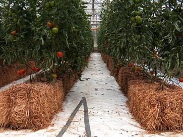 (b) Most tomatoes are grown in greenhouses. By Giancarlo Dessì (Own work) [GFDL or CC-BY-SA-3.0-2