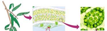 Photosynthesis occurs in chloroplasts The location and