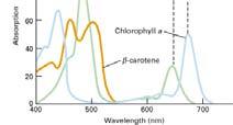 Excitation of chlorophyll in a chloroplast Photon e 2 Excited