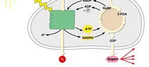 harnessed by ATP synthase to make ATP In the stroma, the H + ions combine with NADP + to form NADPH The production of ATP by