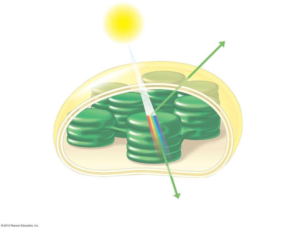 Light Reflected light Chloroplast