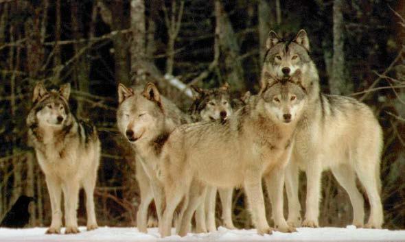 Don t be a one person wolf pack get involved!