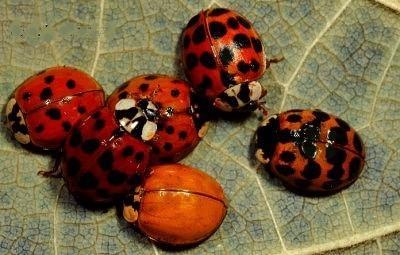 These ladybugs are members of the same species yet their