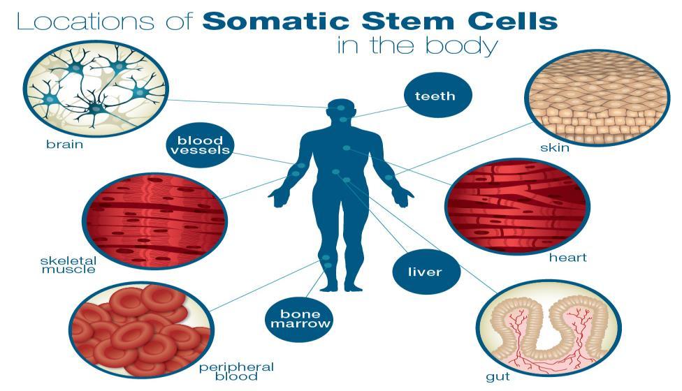 Somatic Cells Somatic Cells are all cells in our bodies except for our sexual cells Our somatic