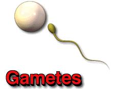 Gametes Gametes are specialized cells produced by specialized organs in our bodies.