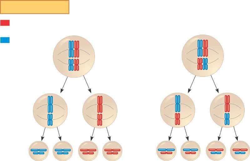 Introduction II Meiosis has two cell divisions and three general phases
