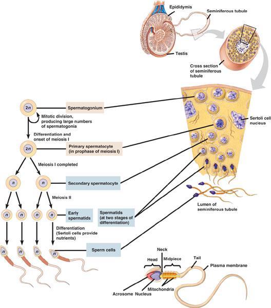 Spermatogenesis Spermatogenesis