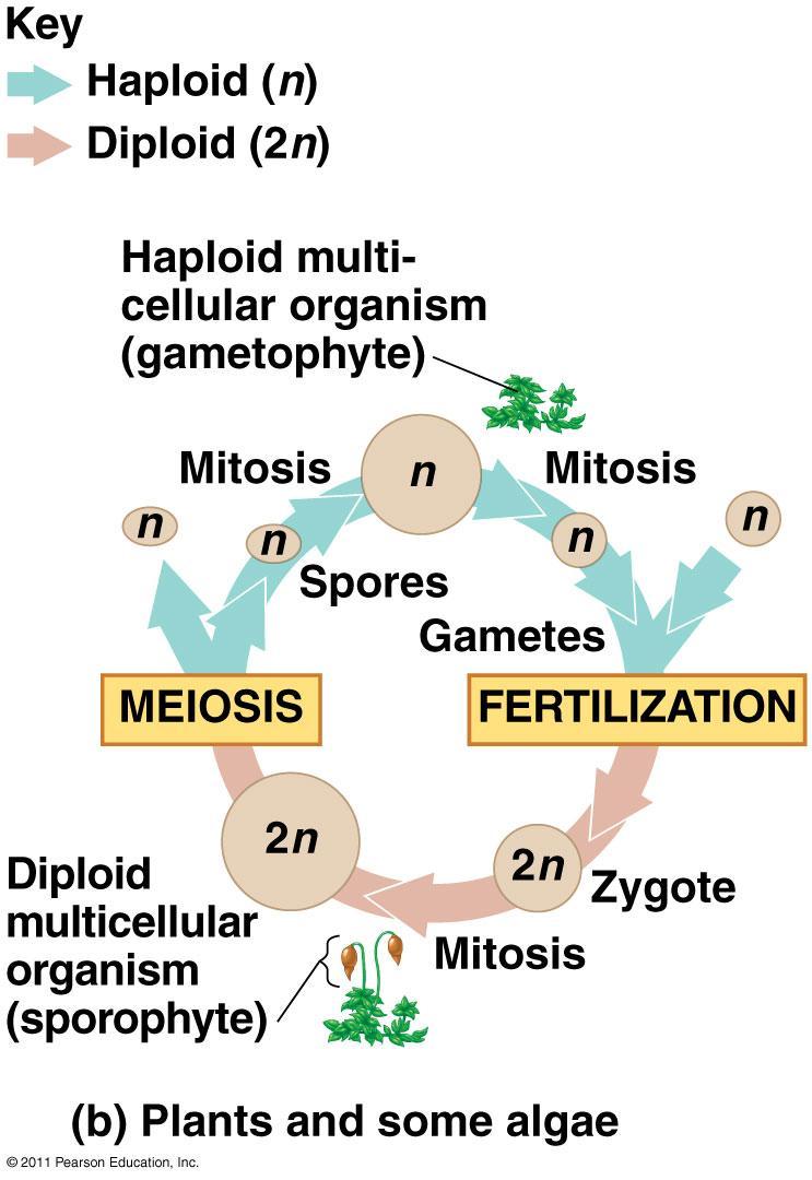 Alternation of Generations Plant and some algae Sporophyte (2n): makes haploid spores