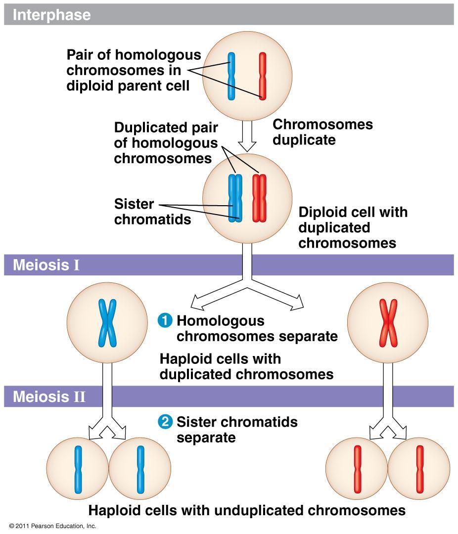 Meiosis = reduction division Cells divide twice Result: 4