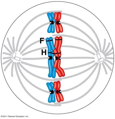 Meiosis I (1 st division) Interphase: chromosomes replicated Prophase I: Synapsis: homologous chromosomes pair