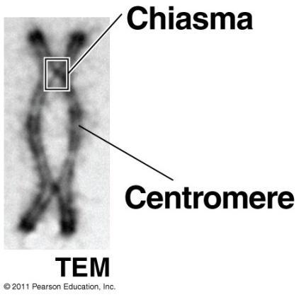 homologous chromosomes separate (Sister chromatids still attached by centromere) Telophase I & Cytokinesis:
