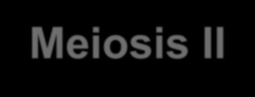 Meiosis II (2nd division)