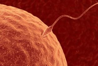 sperm + Any egg 8 million X 8