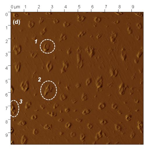 Fig. S2 (a) AFM topography image of the PS