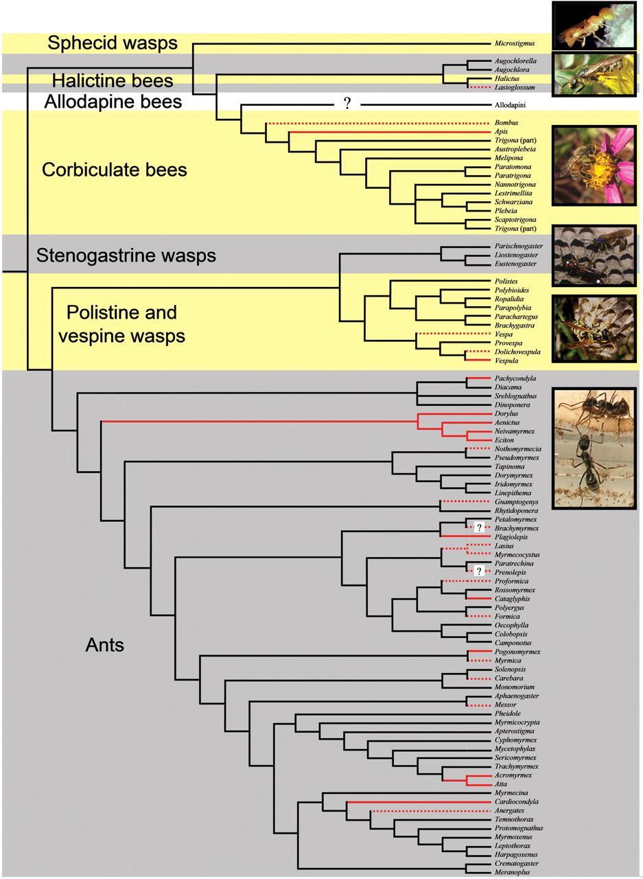 Hymenoptera phylogeny Monogamy in black, Probably ancestral in all these groups.