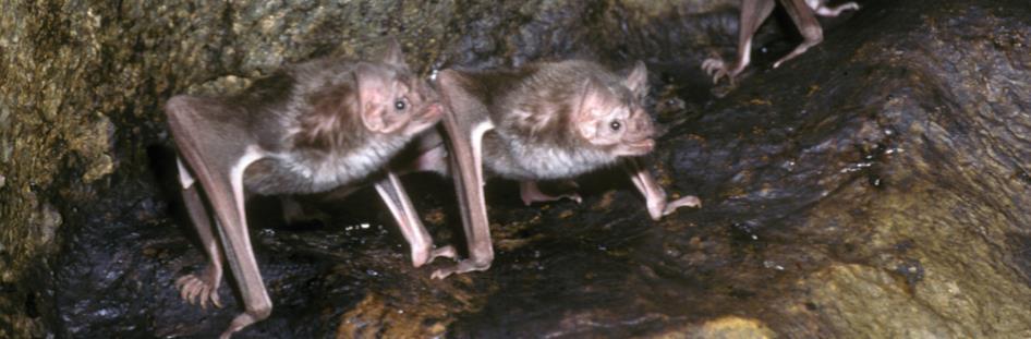 So when do you cooperate? Vampire bats-share their blood meals.