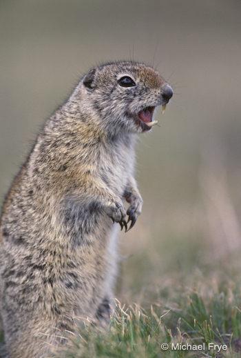 Cost of cooperation Belding's Ground Squirrels: alarm call