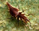 Arizona/California Predators 23 species described 9 species (immunological ID) Pathogens 3+ Viruses and