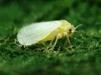 2 199 1991 1992 1993 1994 1995 1996 Insect growth regulators Pink bollworm Whitefly Lygus Other 1997 1998 1999 2 14 12 1 8 6 4 2