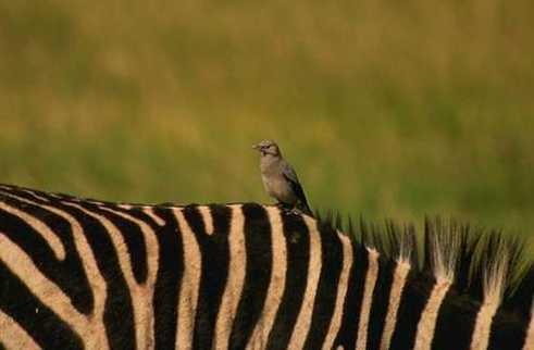 Oxpeckers (a bird) live on zebras and rhinoceroses, and eat ticks and other parasites.
