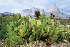 Terrestrial Biomes Deserts Typically, less than 25 cm (10 in.) of precipitation falls annually in the world s desert areas.