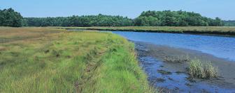 Wetlands are dynamic communities that support a diverse array of invertebrates, birds, and other animals.