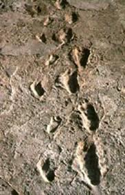 Laetoli Footprints Discovered in 1976 by Mary Leakey, dated to be 3.