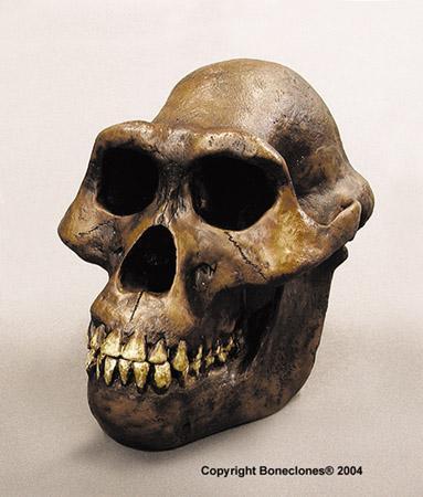 APES Australopithecus africanus Skull Sts 5