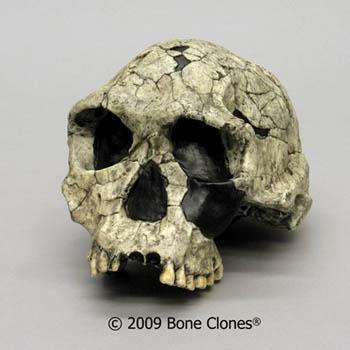 HUMANS Homo habilis Skull KNM-ER 1813