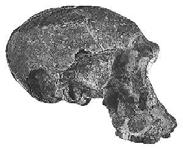 The Homo radiation Homo habilis males feeding in East Africa. Two robust australopithecines are approaching. (1.5-2.