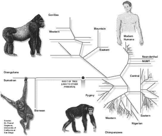 Unrooted phylogram of 1,158 control region sequences from African and Asian hominoids (Gagneux et al. 1999).