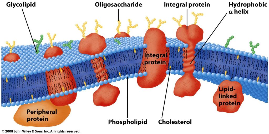 13) [5 points] Sketch a membrane that is associated with an integral membrane protein and with a lipid-linked protein.