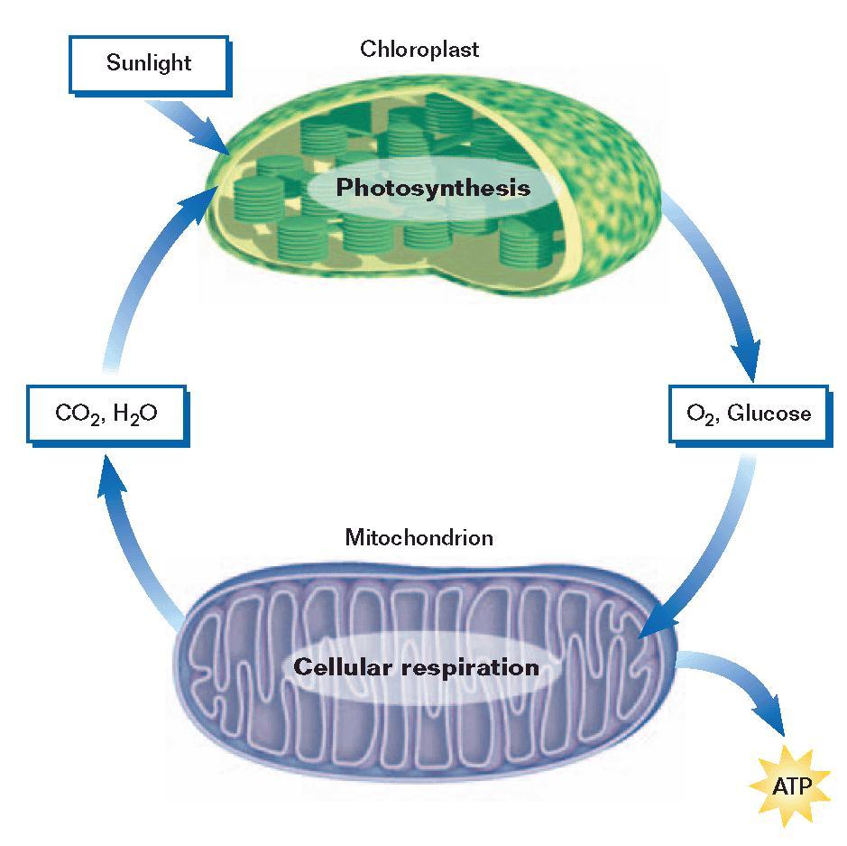 Section 2 Photosynthesis