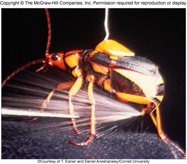 Chemistry in Action: Bombardier Beetle Defense C 6 H 4 (OH) 2 (aq) + H 2 O 2 (aq) C 6 H 4 O 2 (aq) + 2H 2 O (l) DH 0 =?