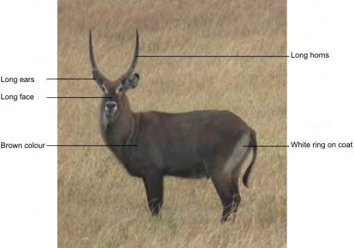 Q5. The photograph shows some features of a waterbuck. Waterbuck live in areas of tall, brown grass. By Nevit Dilmen (Own work) [CC-BY-SA-3.