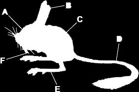 Q6.The drawing shows a jerboa. Jerboas live in sandy deserts. Jerboas sleep in underground holes during the hot day and come out during the cold night.