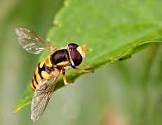 The stripes on the hoverfly help the hoverfly to avoid