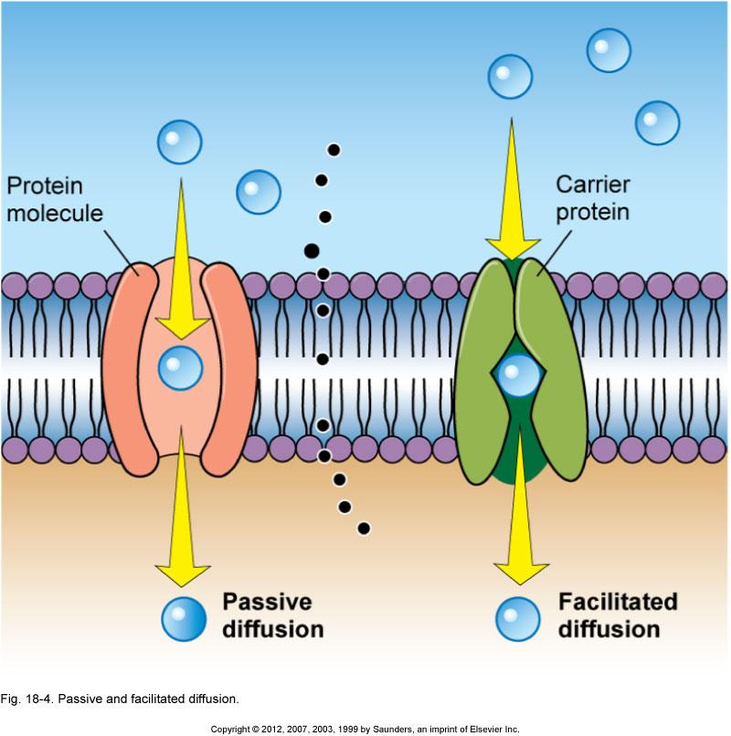 Cell Physiology Active transport pumps Carrier proteins that are part of a cell membrane attract charged particles (ions)