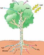 energy 1 Photosynthesis Inputs CO 2 Gas exchange occurs through stomata