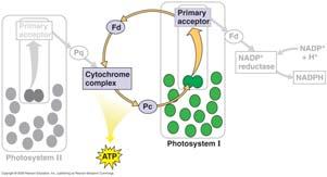 Cyclic Electron Flow 36 Light Reactions Summary 37 FD passes electron to cytochrome complex Produces ATP Light Reactions Convert solar energy to chemical