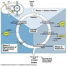 There are 3 components of the Calvin Cycle: 1. Carbon fixation - the Carbon atoms from the CO2 combine with a 5 carbon molecule known as RuBP. These are then fixed into 3-C molecule known as PGA 2.