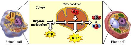 CELL RESPIRATION OVERVIEW In mitochondria of eukaryotic cells, oxygen helps the break- down of sugars (glucose) to release energy to be used by