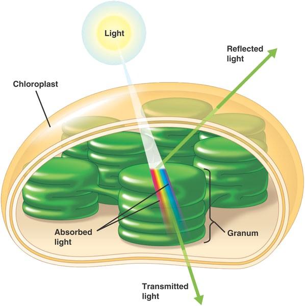 chloroplast pigments abs