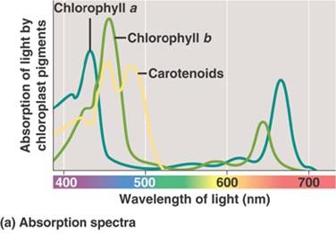 Photosynthesis light absorption chlorophyll a abs blue-violet, red 400-450, 650-700 nm chlorophyll b &