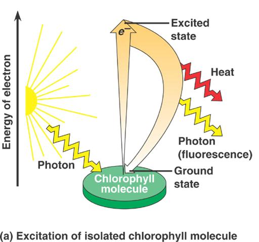 Photosynthesis light absorption Pigments have two states: ground &