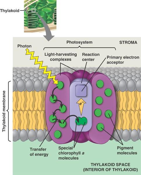 Photosynthesis light absorption Pigments are held by proteins in the thylakoid membranes light harvesting complex energy absorbed from light - to