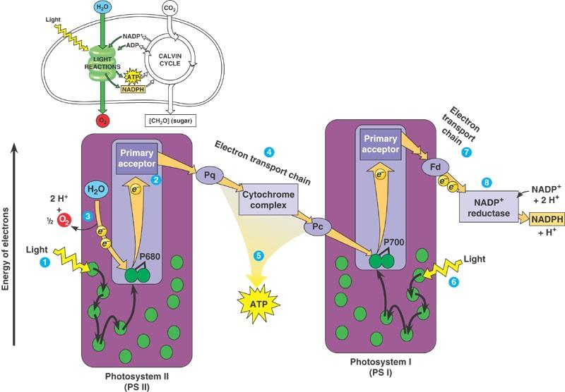 Photosynthesis energy transfer e- in PS II, from split H 2 0 e- from PS II