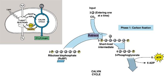 3 stages of Calvin-cycle: Carbon fixation #1 carbon fixation CO 2 link to 5-C
