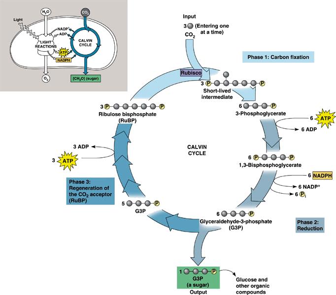 3 stages of Calvin-cycle: #3 regenerate C-acceptor Regeneration of C-acceptor still 5 G3P 3 RuBP