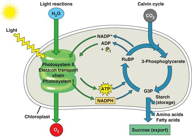 Photosynthesis summary light reaction: Light energy + H 2 O O 2, NADPH,